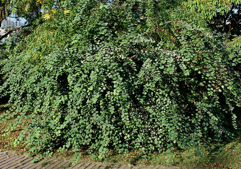 Image of genus Cotoneaster specimen.