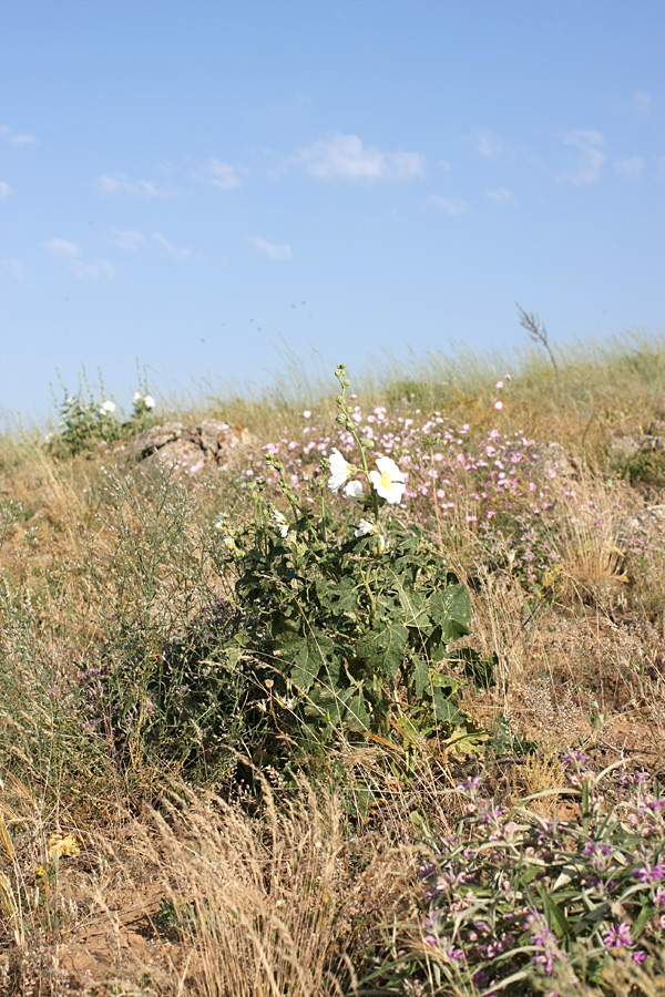 Изображение особи Alcea nudiflora.