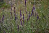 Salvia tesquicola. Соцветия. Крым, Севастополь, окр. пос. Любимовка. 5 июня 2013 г.