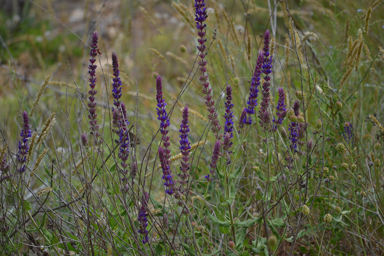 Image of Salvia tesquicola specimen.