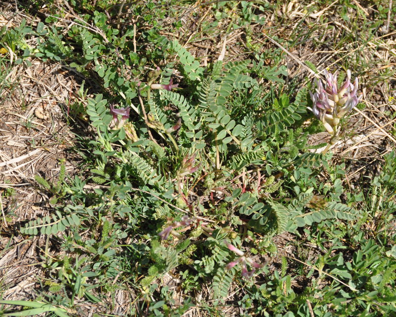 Image of Astragalus brachycarpus specimen.
