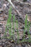 Lycopodium annotinum. Вегетирующее растение. Карельский перешеек, окр. Сертолово. 27.07.2013.