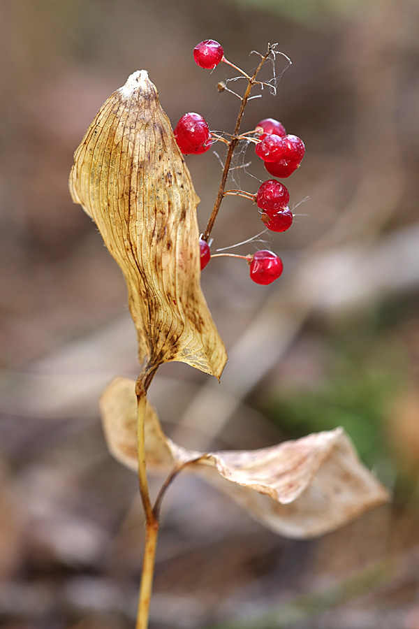 Image of Maianthemum bifolium specimen.