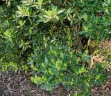Euonymus japonicus. Нижняя часть растения ('Aureovariegata'). Германия, г. Дюссельдорф, Ботанический сад университета. 02.03.2014.
