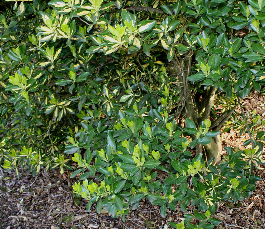 Изображение особи Euonymus japonicus.