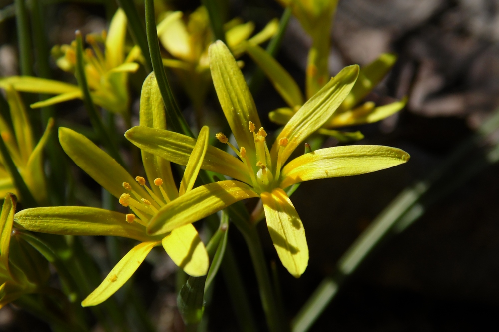 Image of Gagea pusilla specimen.