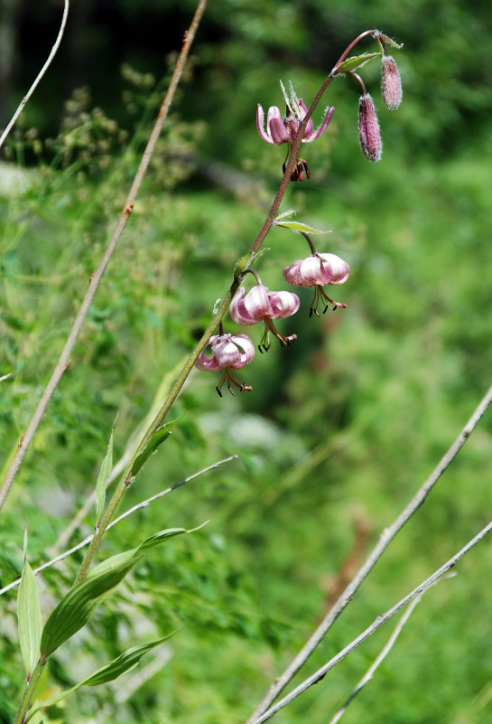 Изображение особи Lilium pilosiusculum.