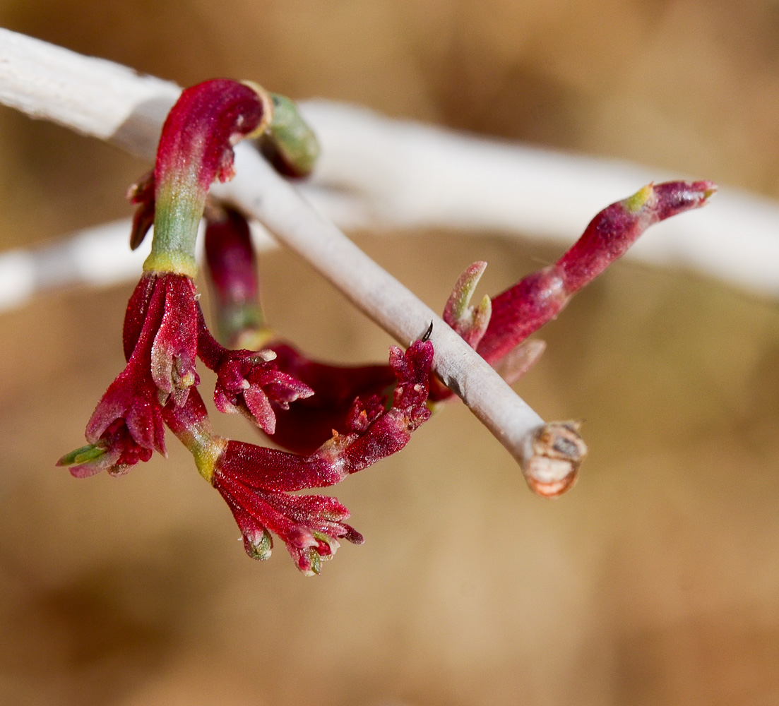 Изображение особи Calligonum polygonoides.