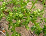 Salsola komarovii