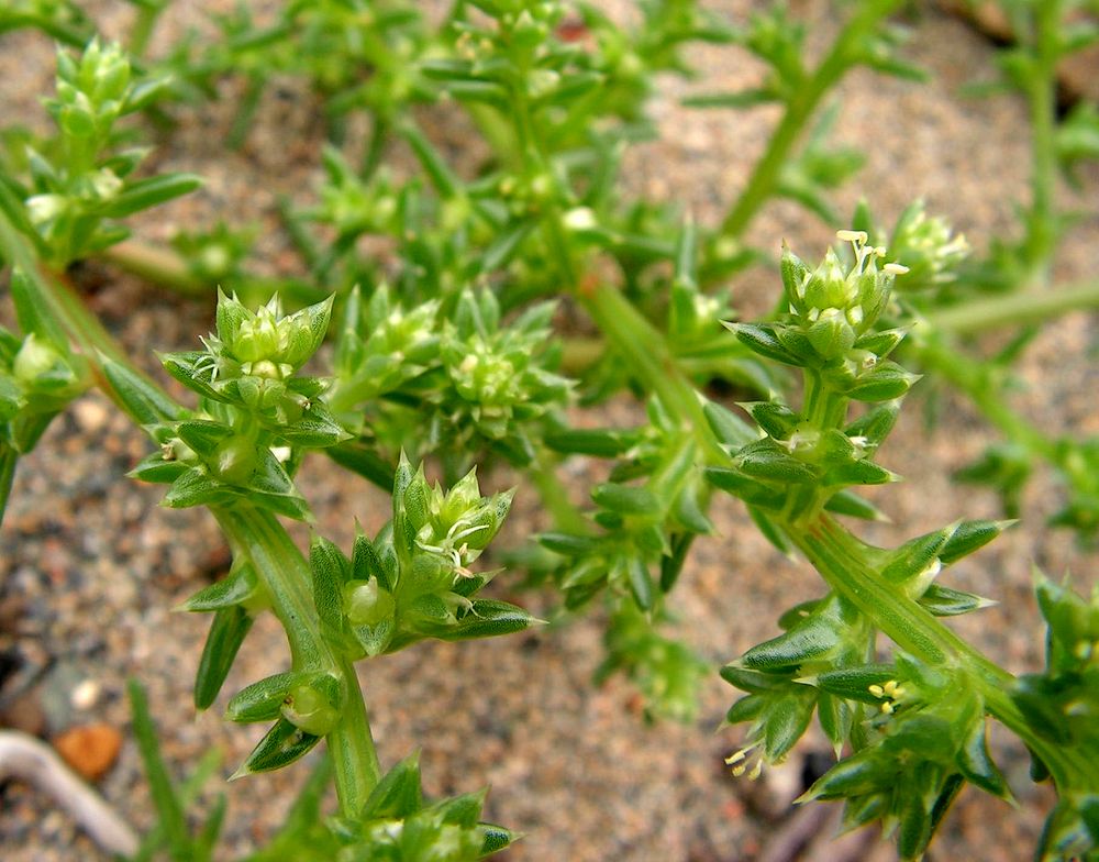 Изображение особи Salsola komarovii.