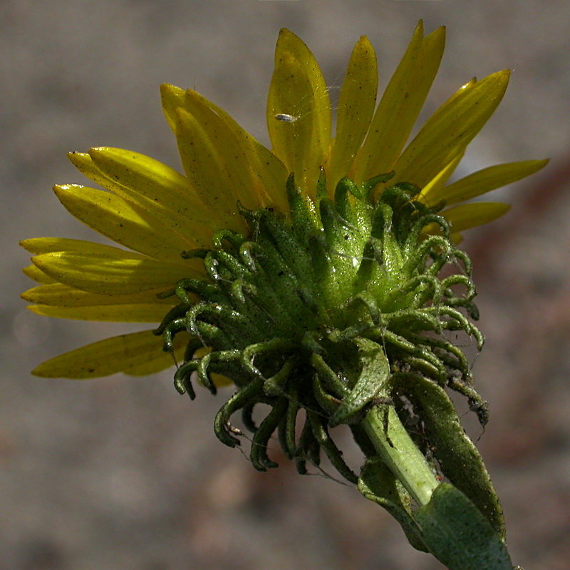 Изображение особи Grindelia squarrosa.