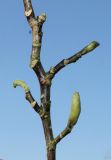 Magnolia liliiflora