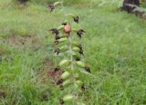 Epipactis papillosa