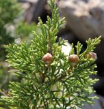 Juniperus phoenicea