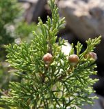 Juniperus phoenicea. Верхушка веточки с недозрелыми шишкоягодами. Греция, п-ов Пелопоннес, окр. г. Катаколо. 12.04.2014.