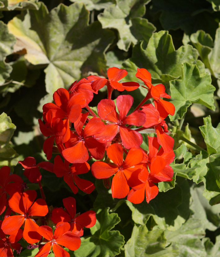 Изображение особи Pelargonium hortorum.