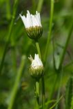 Leucanthemum vulgare