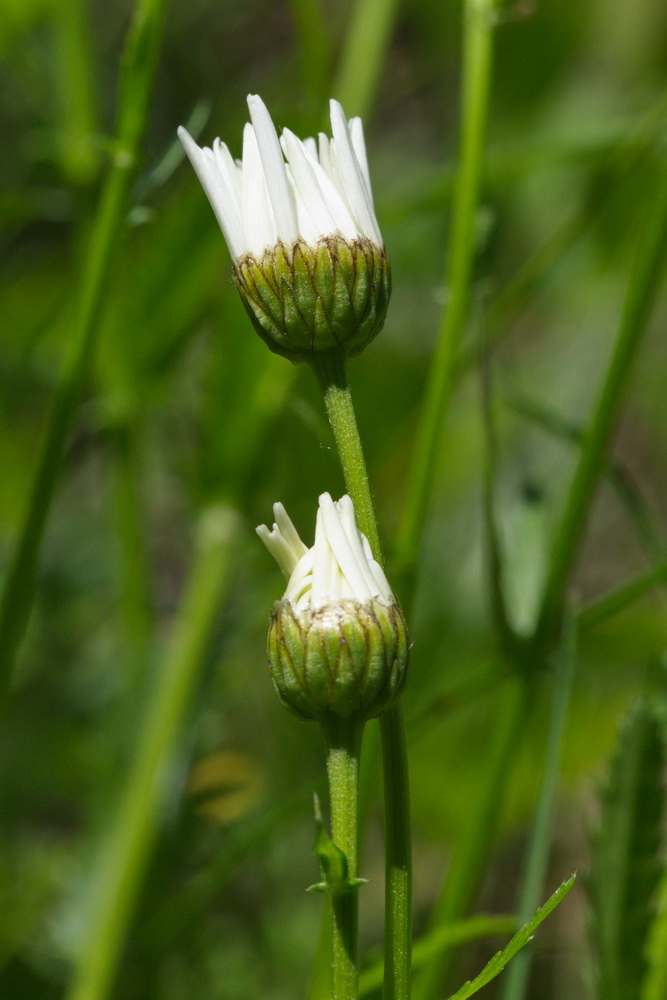 Изображение особи Leucanthemum vulgare.