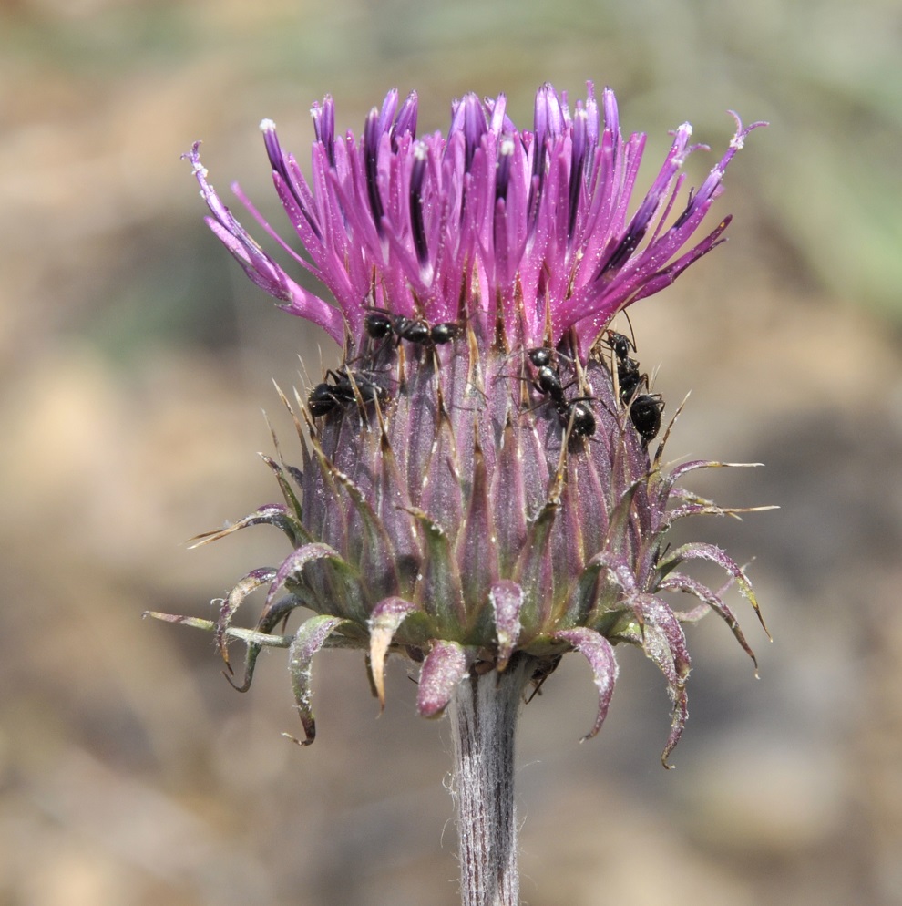 Image of Jurinea mollis specimen.