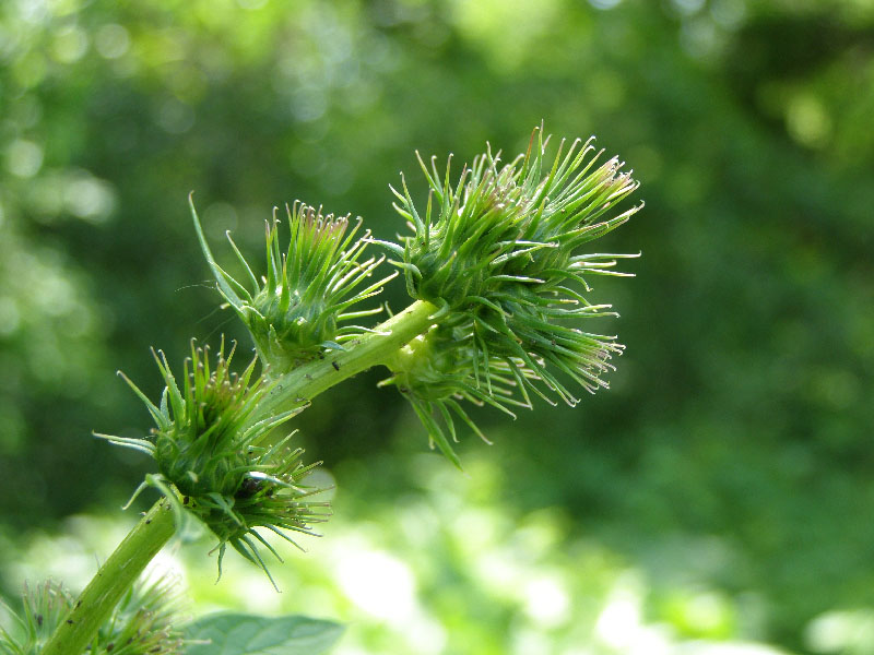 Image of Cousinia pseudarctium specimen.
