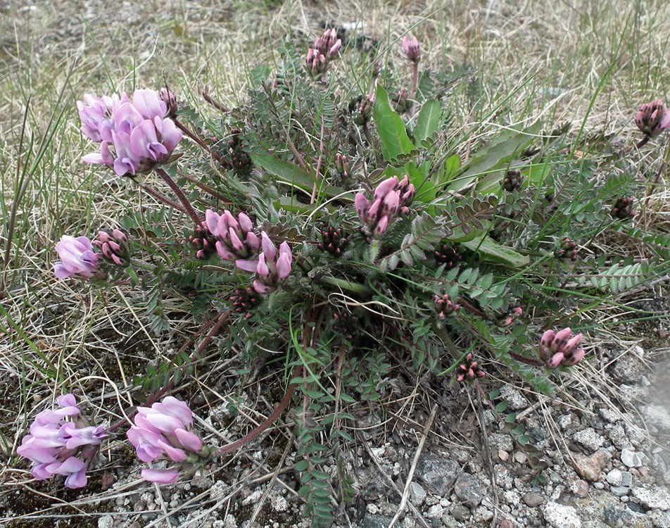 Image of Oxytropis sordida specimen.