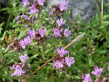 Thymus daghestanicus