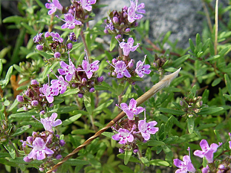 Изображение особи Thymus daghestanicus.