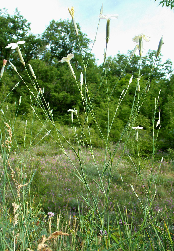 Image of Dianthus lanceolatus specimen.