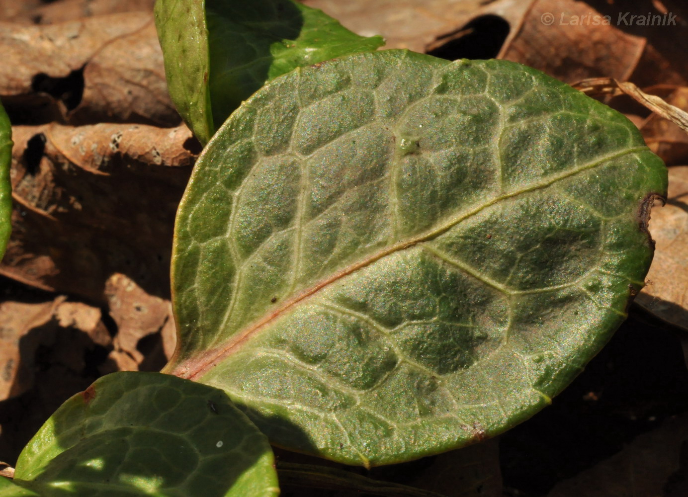 Image of Pyrola dahurica specimen.