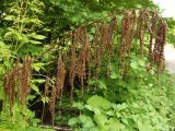 Aruncus sylvestris. Прошлогоднее сухое соплодие. Украина, Львовская обл., Дрогобычский р-н, г. Трускавец, Помярки, лес, возле дороги. 06.06.2014.