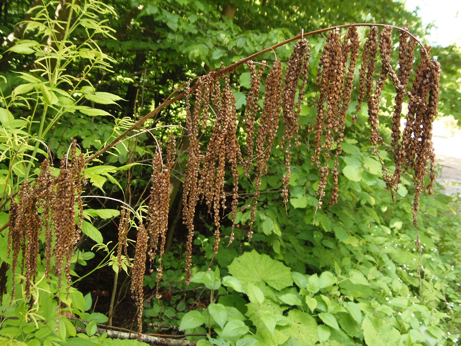 Image of Aruncus sylvestris specimen.