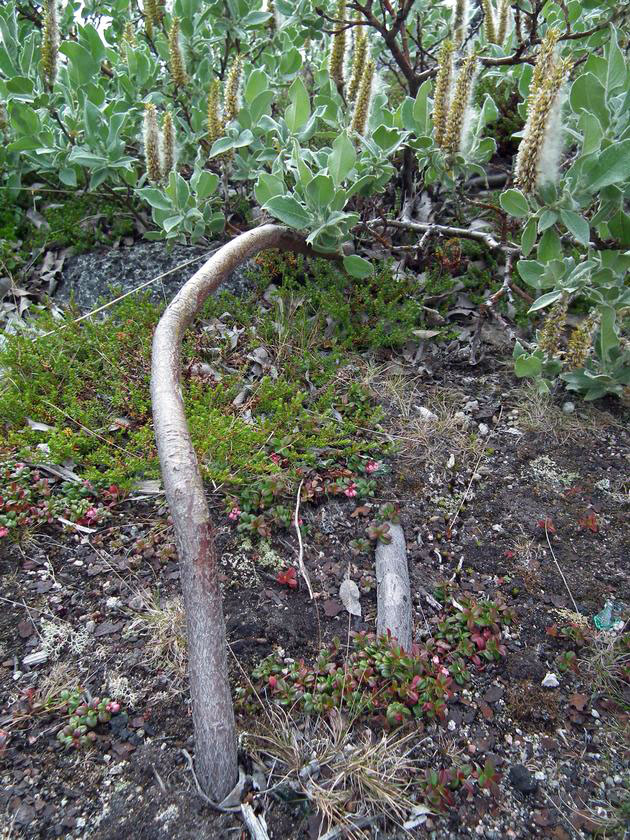 Image of Salix lanata specimen.