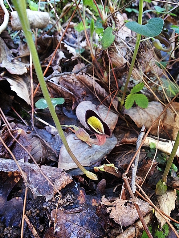 Изображение особи Aristolochia steupii.