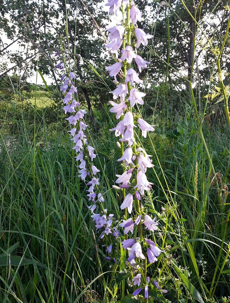 Изображение особи Campanula bononiensis.