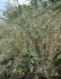 Limonium coriarium