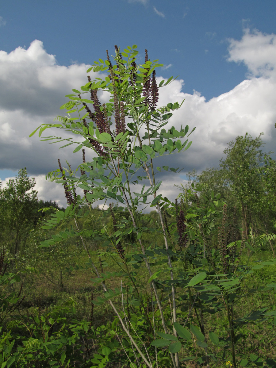 Изображение особи Amorpha fruticosa.