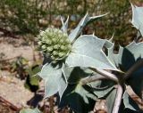 Eryngium maritimum. Раскрывающееся соцветие. Украина, Запорожская обл., Бердянский р-н, г. Бердянск, Бердянская коса, прибрежная зона. 01.08.2014.