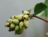 Symphoricarpos albus var. laevigatus