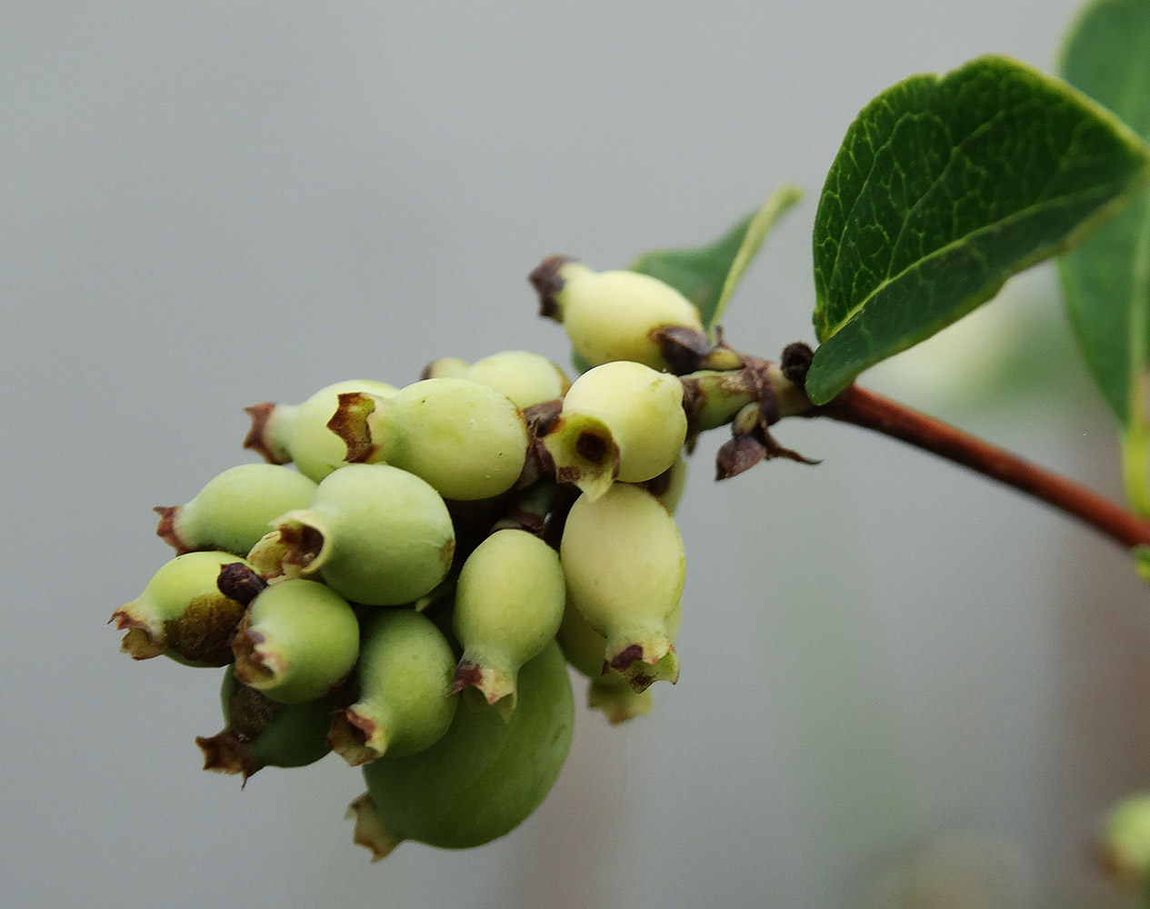 Изображение особи Symphoricarpos albus var. laevigatus.