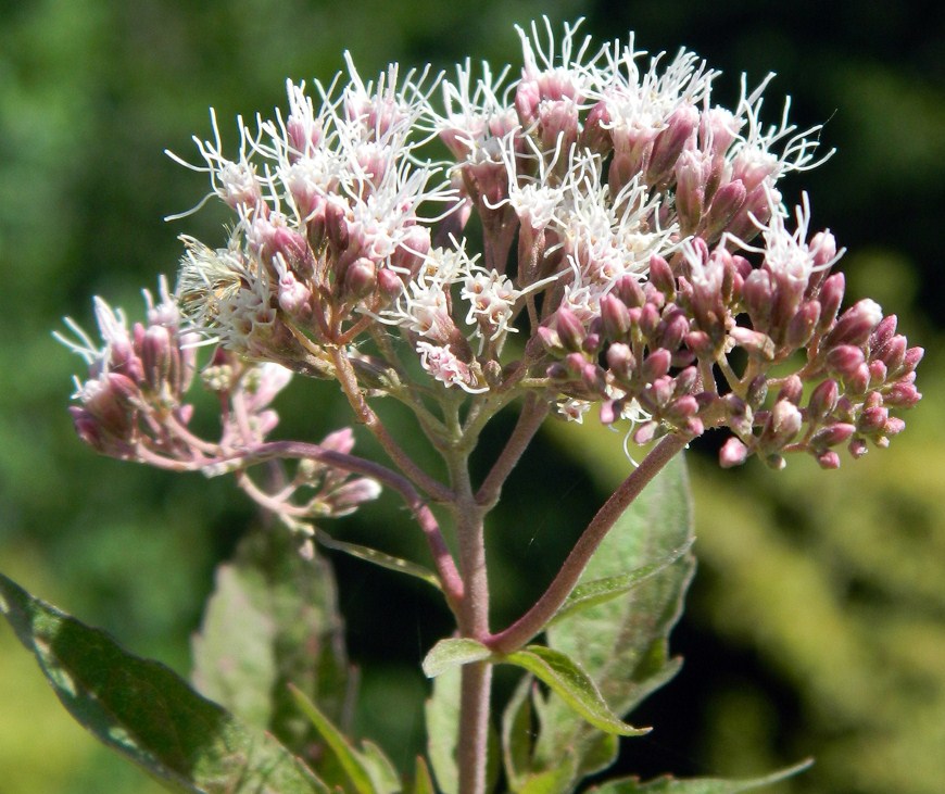 Изображение особи Eupatorium cannabinum.