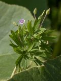 Geranium pusillum