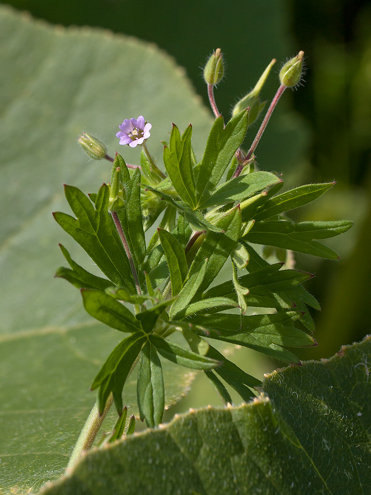 Изображение особи Geranium pusillum.