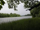 Equisetum fluviatile