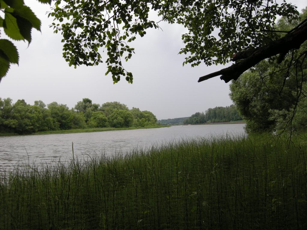 Image of Equisetum fluviatile specimen.