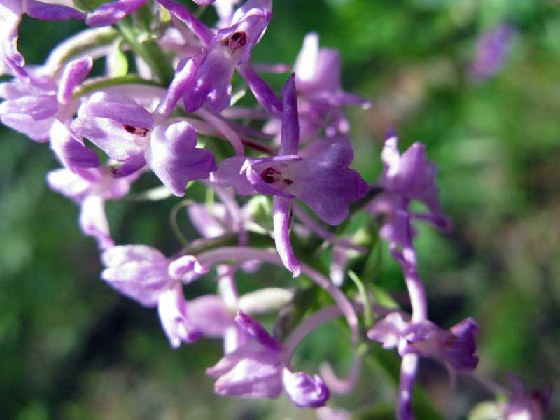 Image of Gymnadenia conopsea specimen.