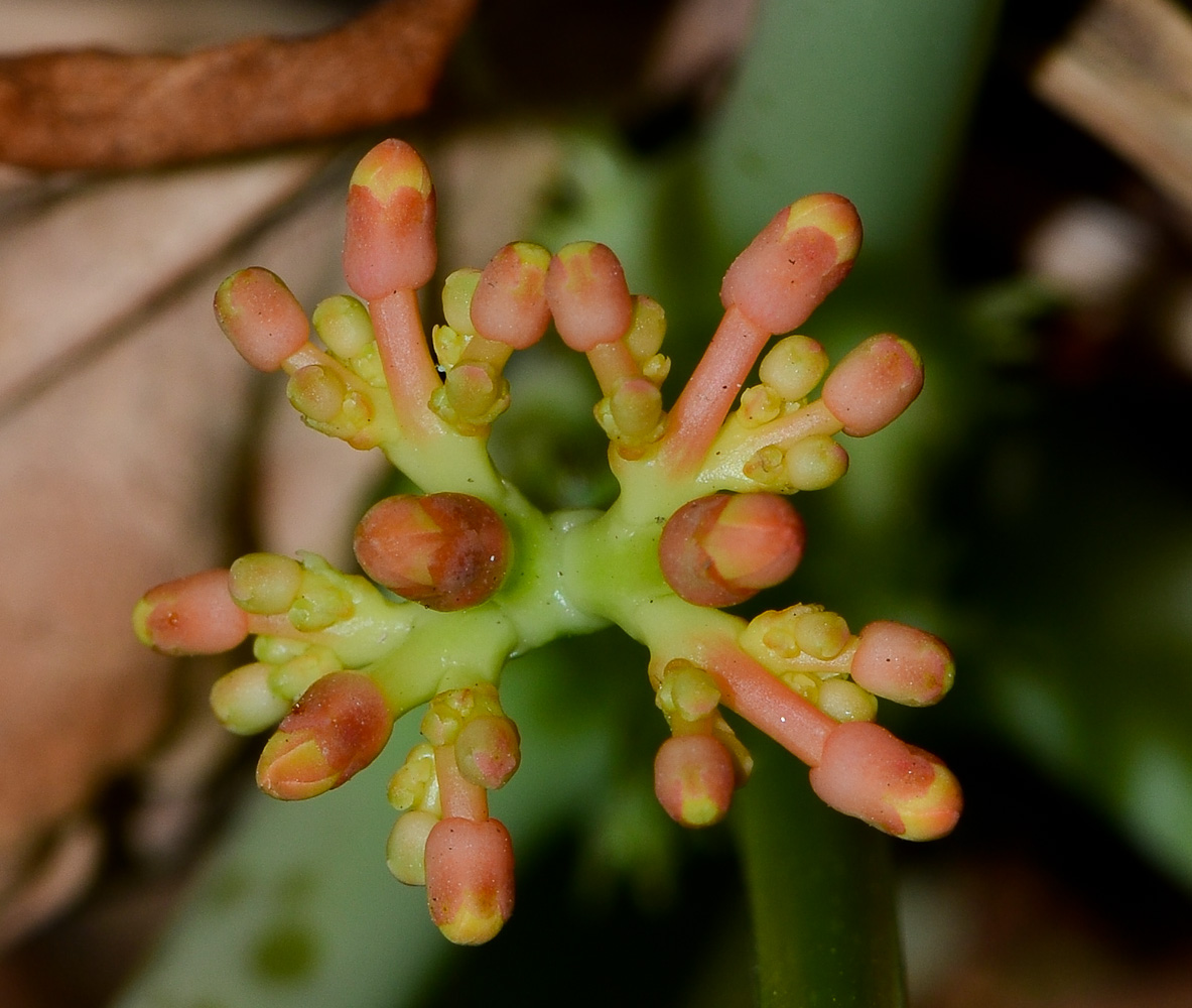 Изображение особи Jatropha podagrica.