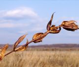 семейство Gentianaceae. Верхушка засыхающего растения. Амурская обл., в ~ 30 км севернее Благовещенска, понижение между полями. 07.10.2014.