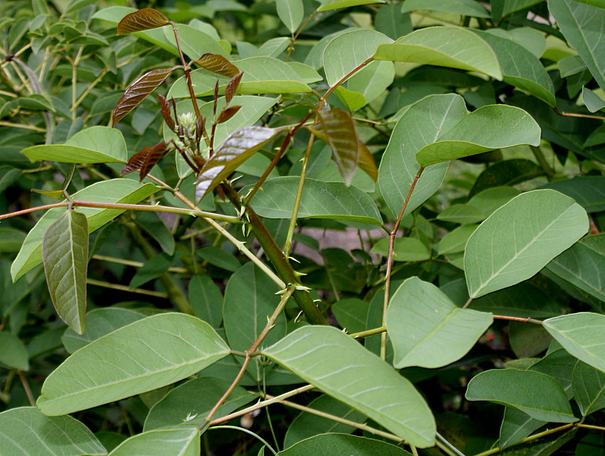 Image of Erythrina crista-galli specimen.