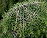 Picea breweriana