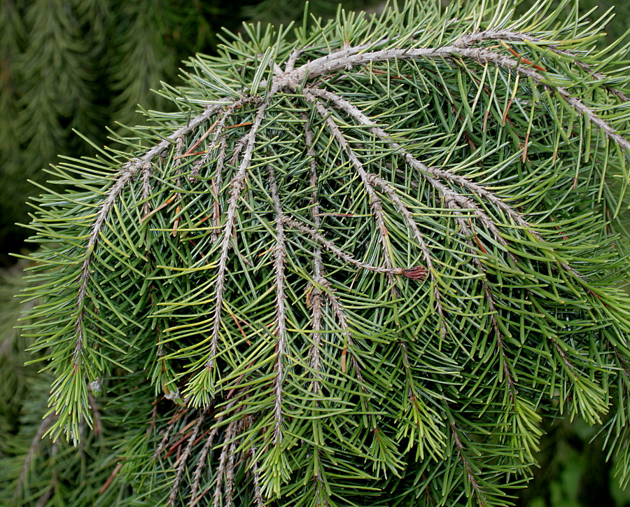 Image of Picea breweriana specimen.